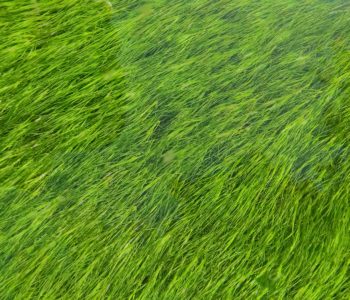 Césped artificial: la clave para un jardín verde en otoño