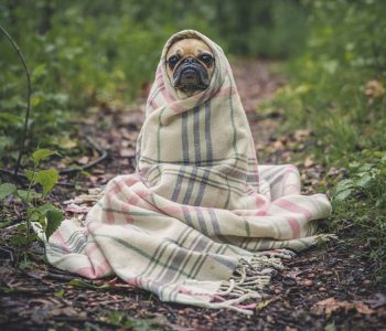 El traslado a domicilio de mascotas: un novedosos servicio lleno de beneficios para perros y dueños